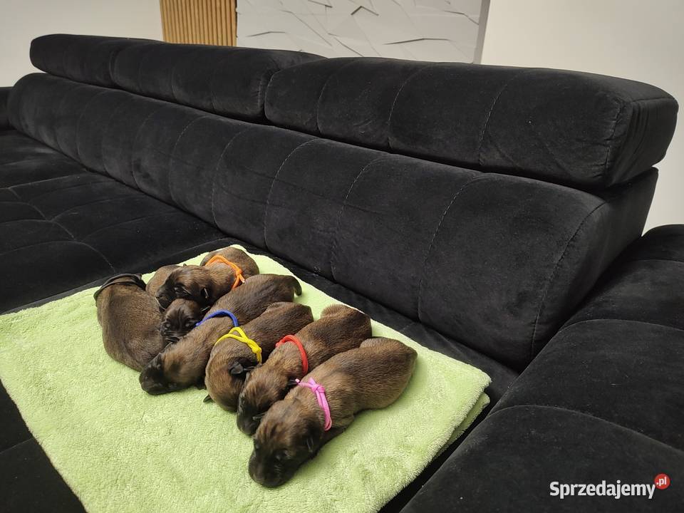 Owczarek Belgijski Milanois Psy sprzedam