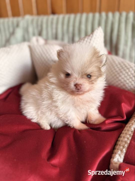 Szpic miniaturowypomeranian Zrębice
