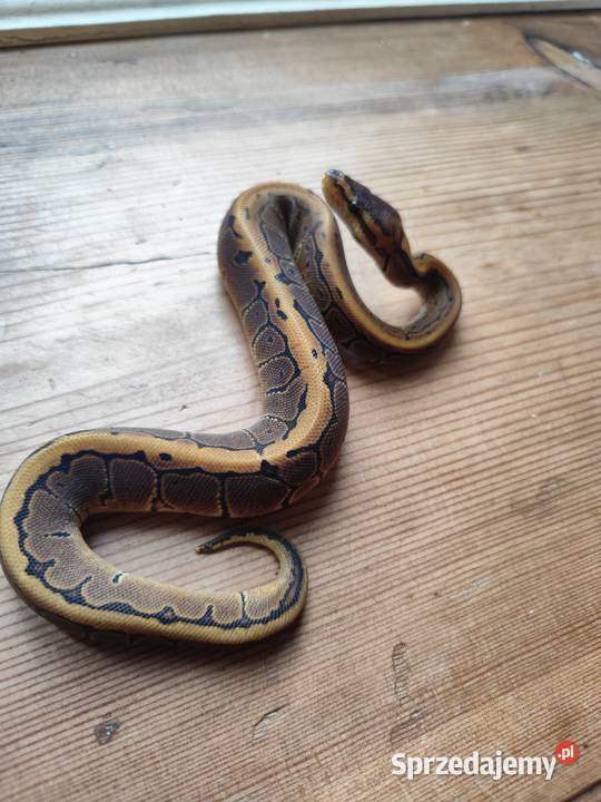 Wąż samiczka Pinstripe mloda Pruszków
