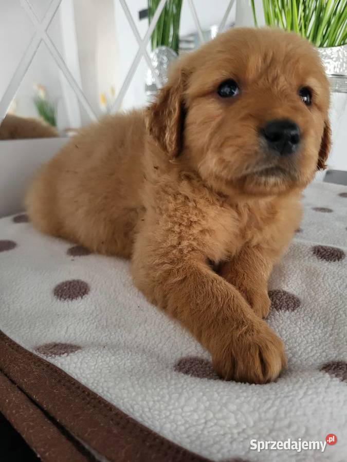 Chłopaki Golden retriever ciemno złote maluszki Poręba