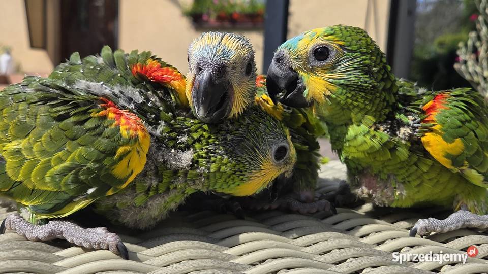 Amazonki niebieskoczelne pomorskie