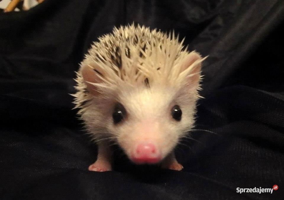 Afrykański jeż pigmejski Szczecin Pozostałe zachodniopomorskie