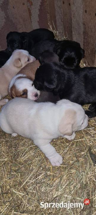 szczeniaki Poniatowa