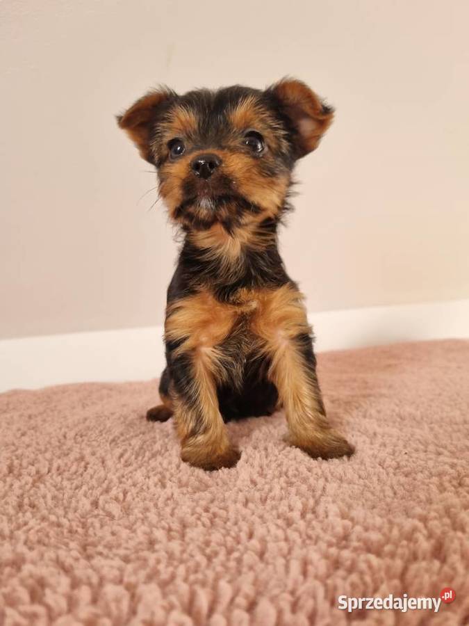 Szczeniaki York Sunia podkarpackie Klecie sprzedam