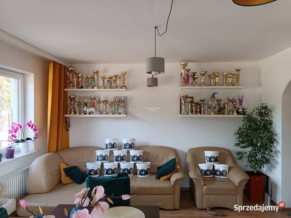 Szczenięta Buldoga Francuskiego Warlubie sprzedam