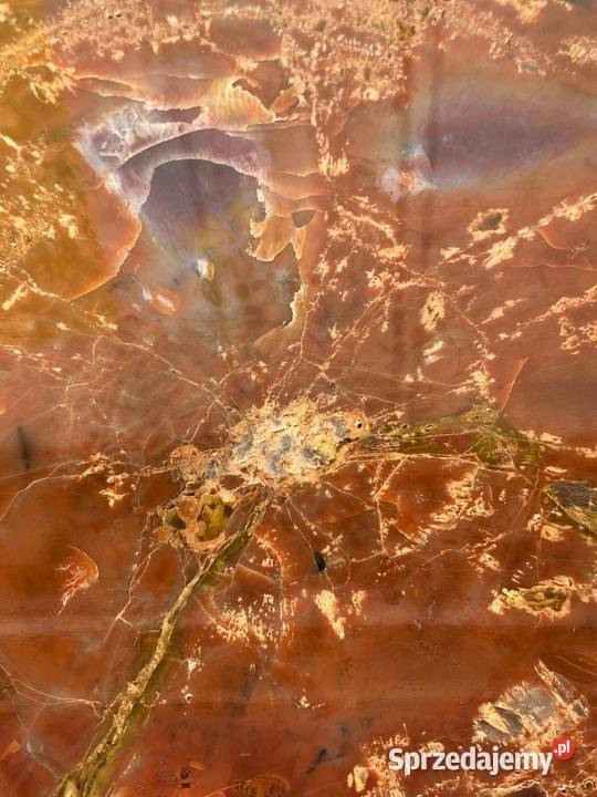 002 Wielkie skamieniałe drewno Rainbow Wood 41 x zachodniopomorskie Gryfice