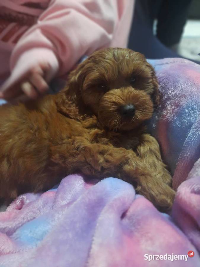 Szczeniak Cockapoo Warszawa