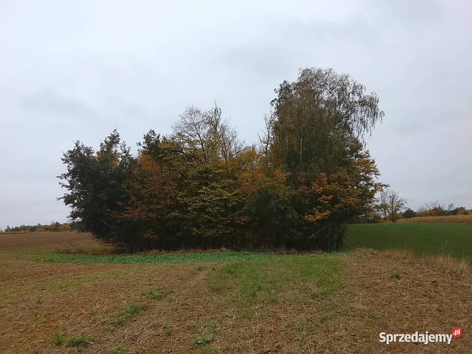 Drzewo na pniu Tomaszów Lubelski sprzedam