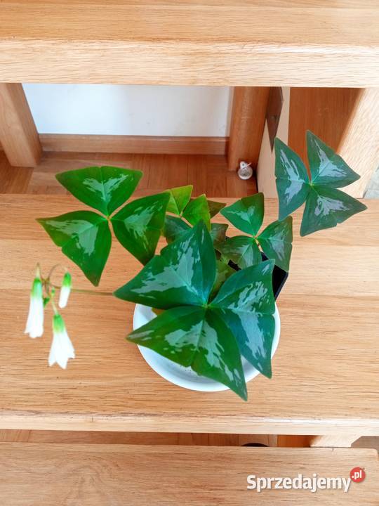 Piękny duży fiołek obficie kwitnący czy patyczak podlaskie