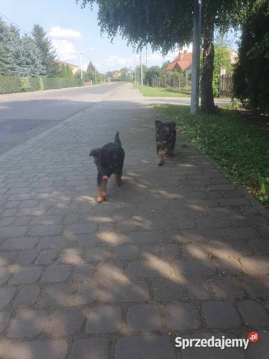 sprzedam szczeniaki Owczarek podkarpackie Przemyśl
