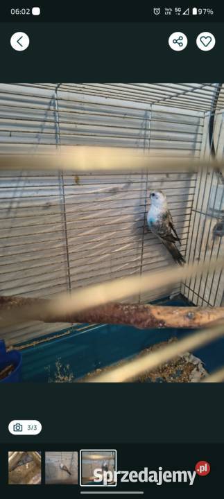 Para lęgowa mazowieckie Krępica