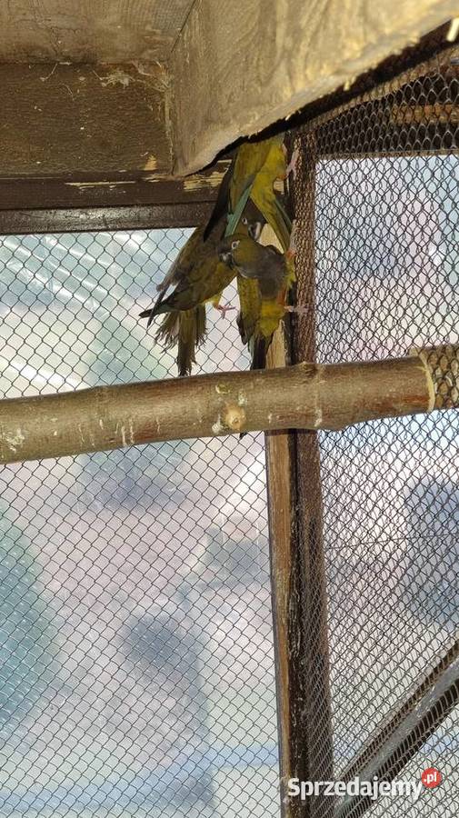 Samica patagonki patagonka konura Kazimierza Wielka