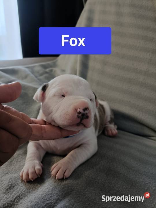 Szczenięta American staffordshire terrier Wyszków