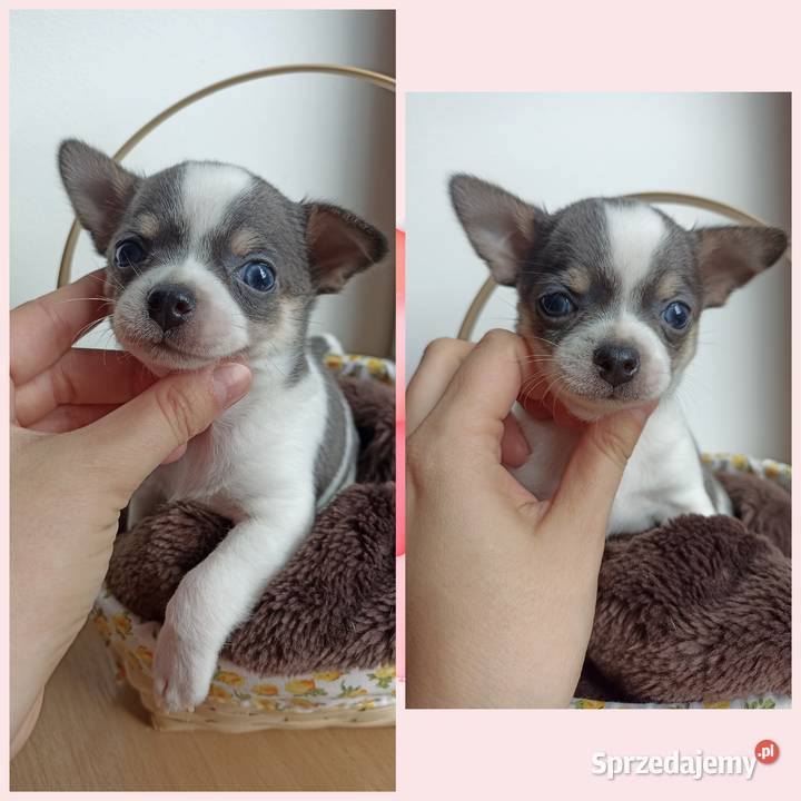 Piesek Chihuahua krótkowłosy niebieski blue Bełchatów