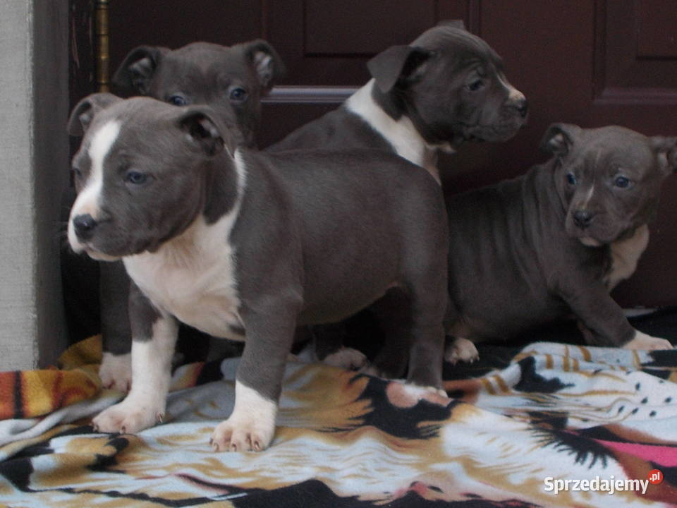 AmstaffBlue Suczki mazowieckie