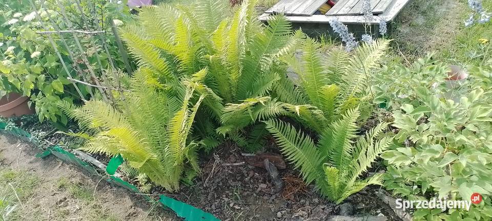 Paproć ogrodowa zimoodporna