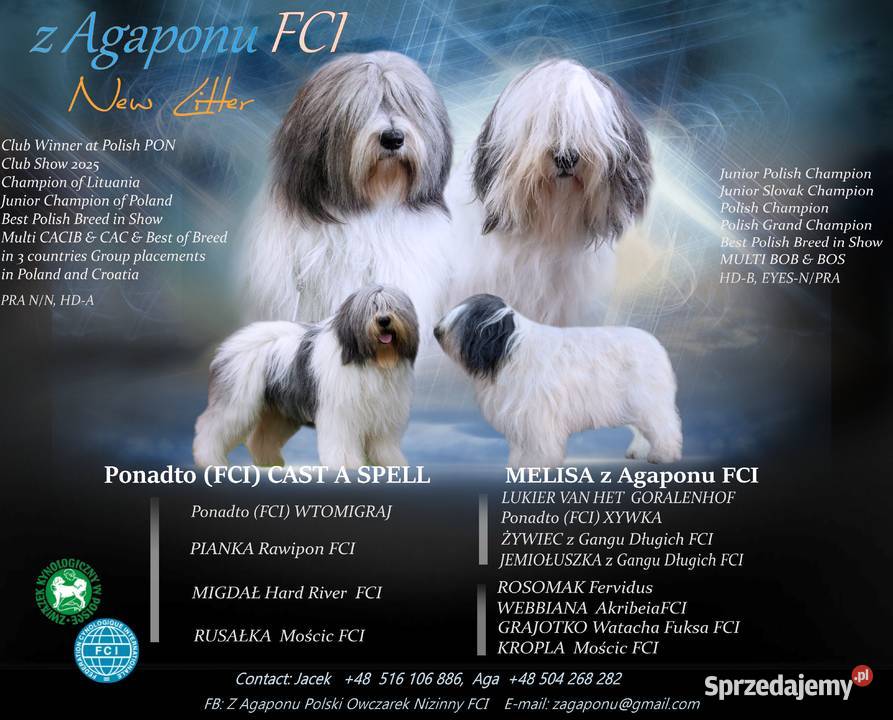 Szczeniak Champion Polski Owczarek Nizinny Chotomów sprzedam