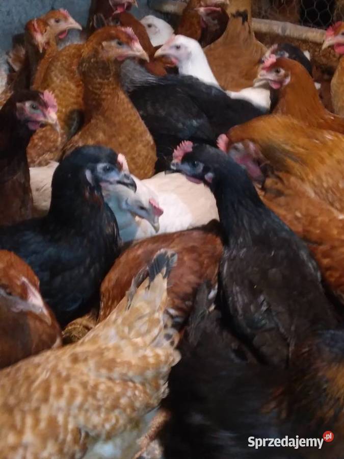Kury nioski rosa dominant leghorn Nowa Karczma