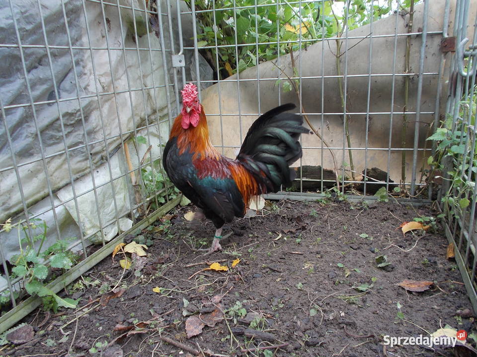 Liliputki złociste różyczkowe para kogut kura Kutno