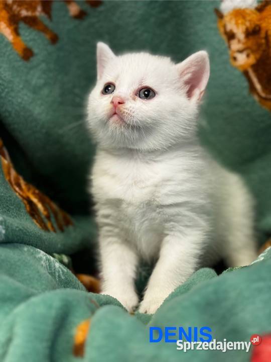 Kot Brytyjski British Shorthair Poznań