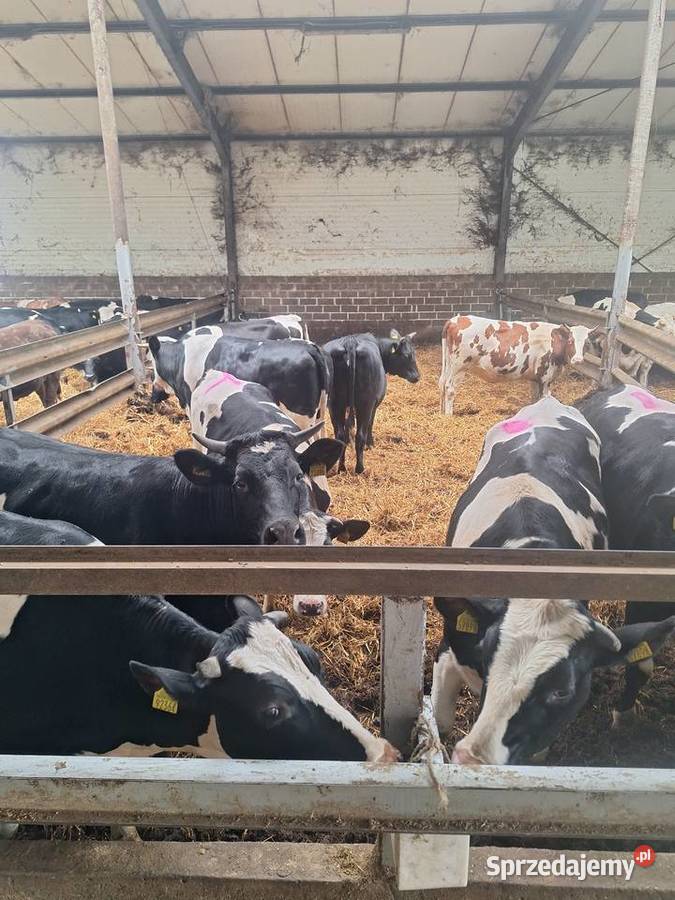 Sprzedam jalowice cielne Nowy Kobrzyniec