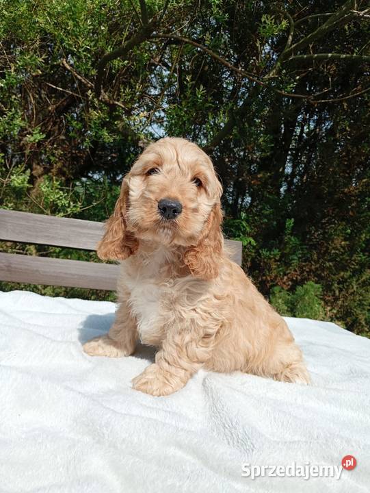 Cockapoo F1 suczki Pudel Cocker Spaniel Toruń