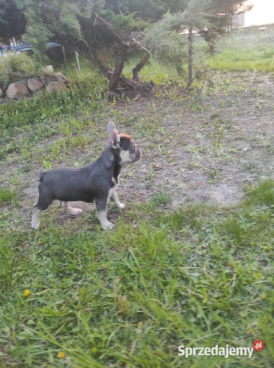Buldog francuski blue tan mazowieckie Radom sprzedam