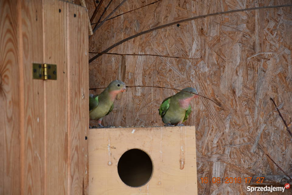 Księżniczka Walii papuga Leszno