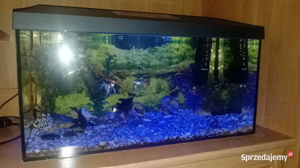 Akwarium aquael 55 litraRybki Zakładanie terrariów i akwariów Czarzyzna