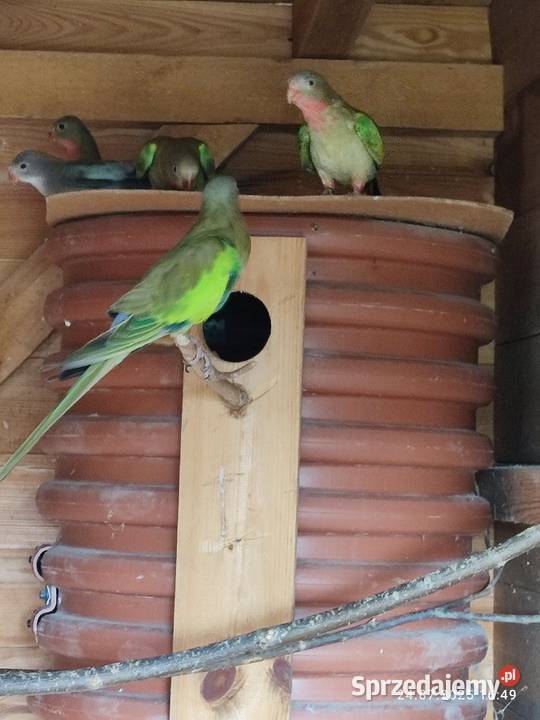 Sprzedam papugi nimfy z tego roku i trzy wielkopolskie Nowy Dębiec