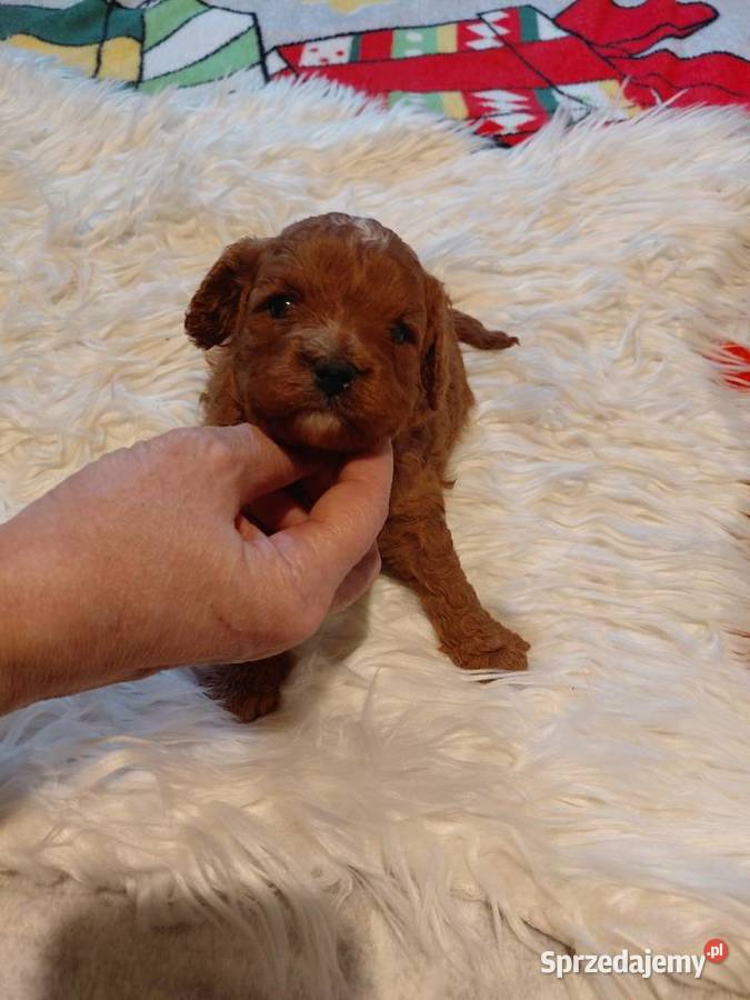 Cavapoo suczka red do razerwacji Wyszków
