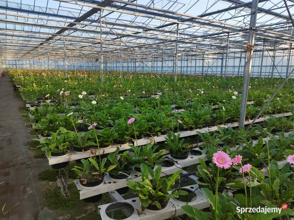 Szklarnia venlo holenderska holenderka szklarnie Częstochowa