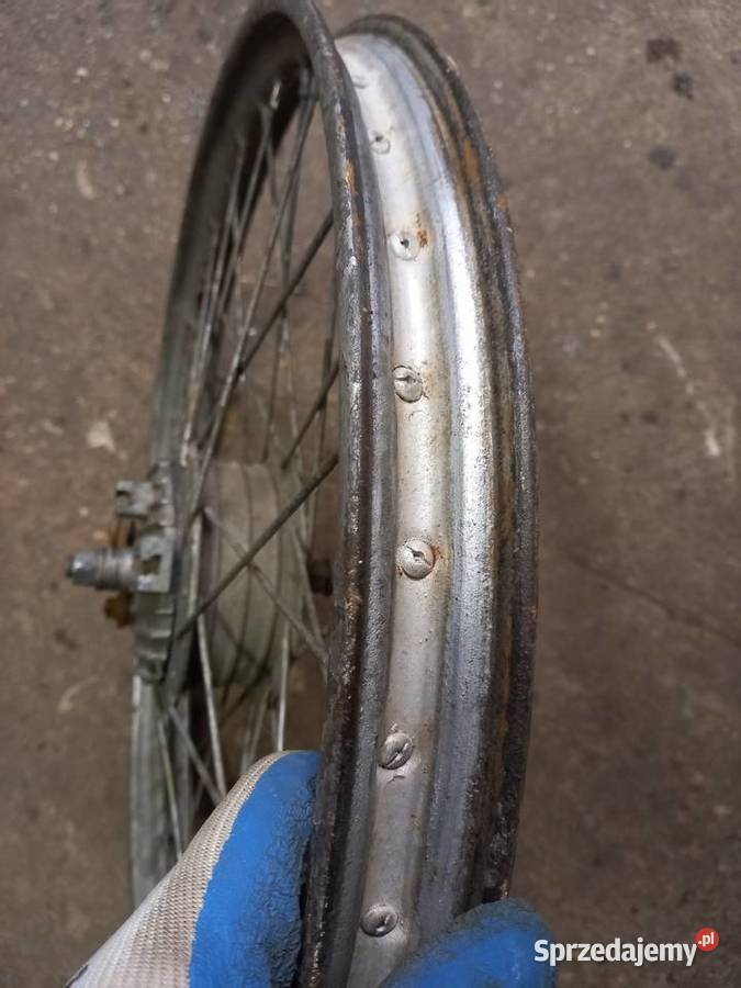 Kolo zak rys Sokołów Podlaski