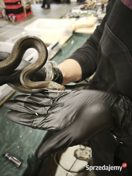 lamprophis fuliginosus czarna mahoniowka dolnośląskie Wałbrzych