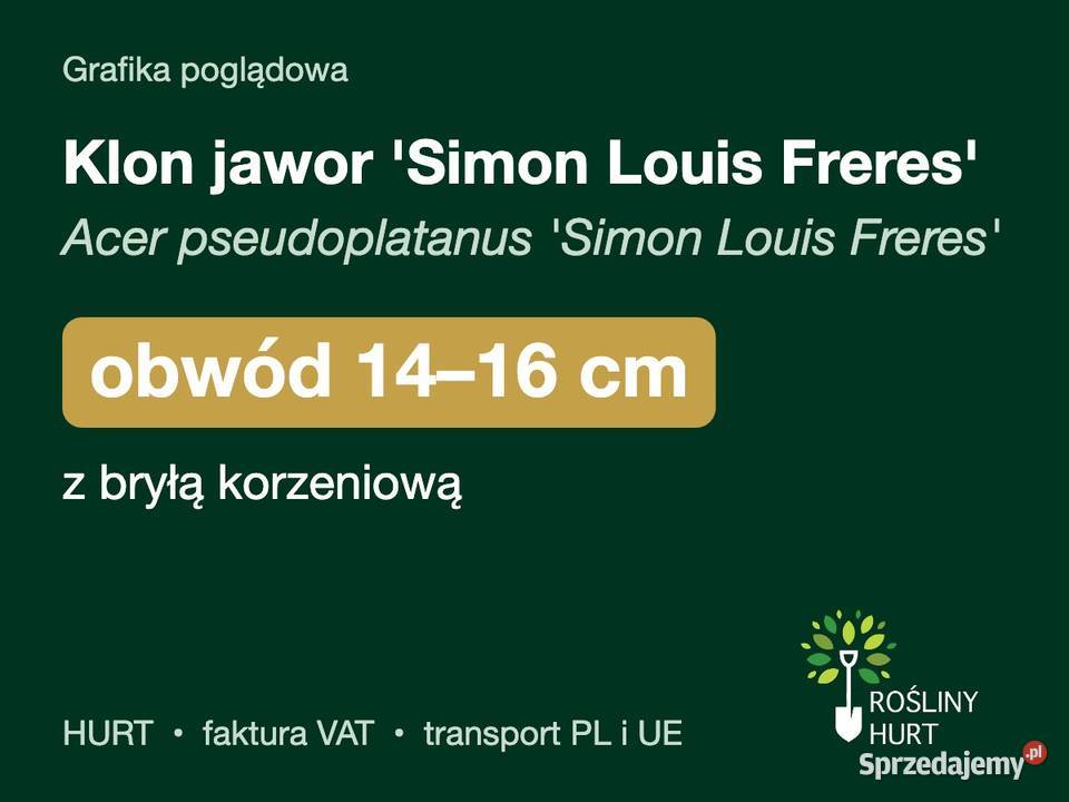 Klon jawor Simon Louis Freres obwód 1416 z bryłą