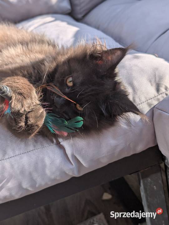 Evita czarna dymna kotka Maine Coon Tica śląskie Pszczyna sprzedam