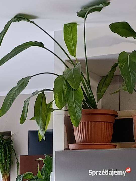 skrzydłokwiat sprzedam Poznań sprzedam