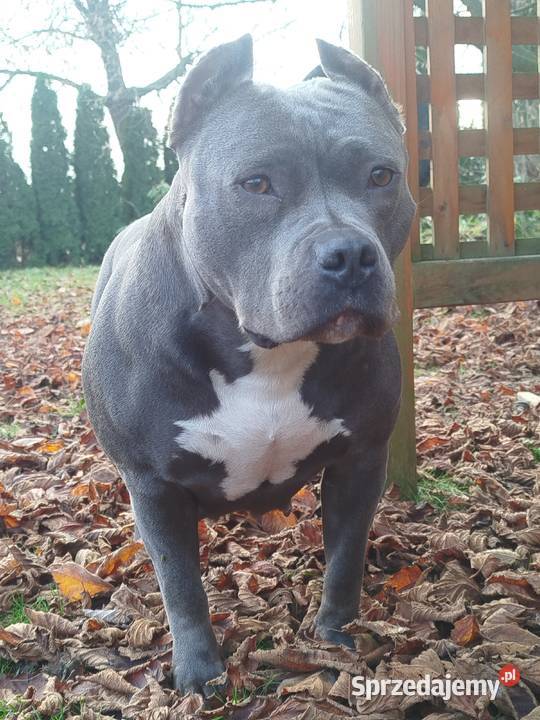 Mocny Amstaff Lublin sprzedam