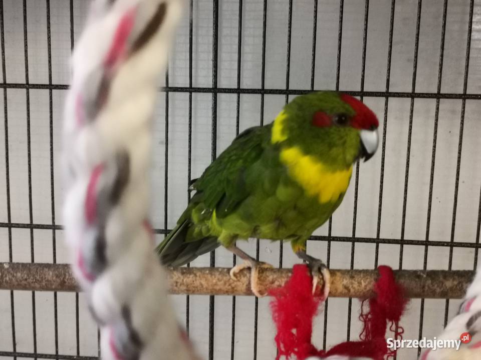 Papugi kozie modrolotki para Kamienica Polska