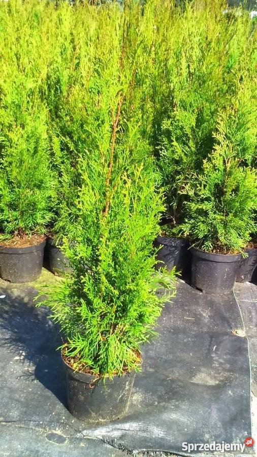 Piękna Tuja Szmaragd 6070 Krakowa małopolskie Garlica Duchowna