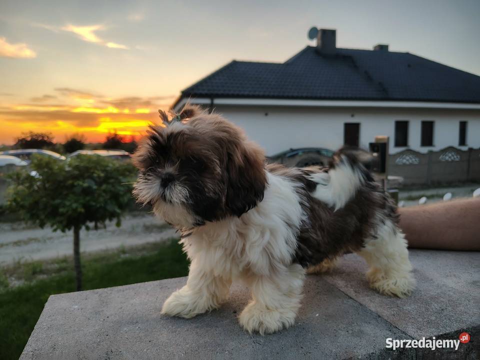 SHIH TZU szczeniaczki Shih Tzu wielkopolskie Leszno sprzedam