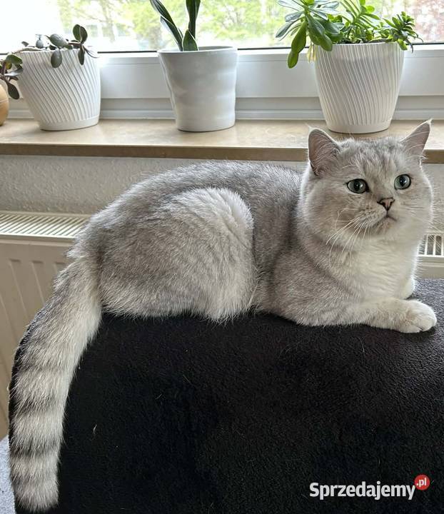 Sliczne Kotki Brytyjskie