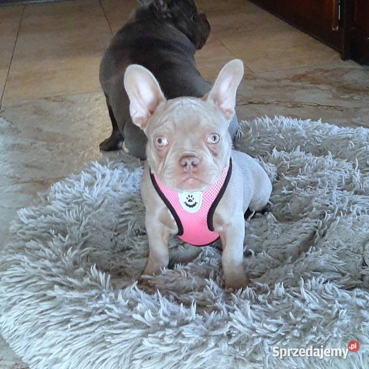 Buldg francuski suczka Pabianice