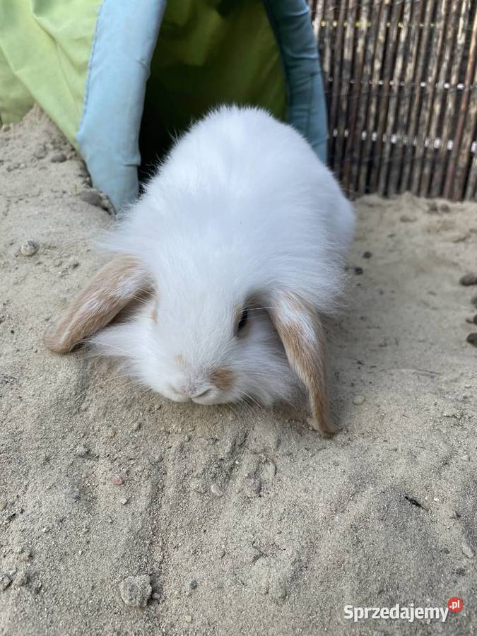 Króliki mini lop x lion head Budzyń sprzedam
