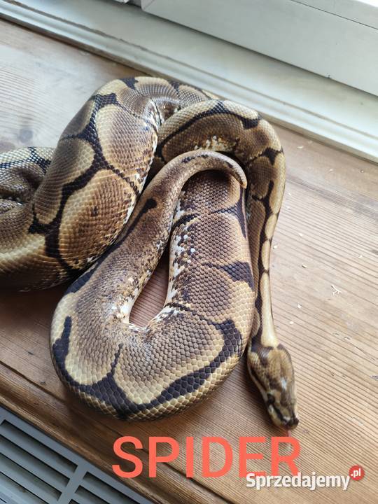 Pytony królewskie dorosłe Pruszków sprzedam