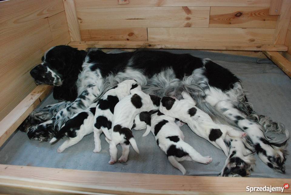 Szczenięta Springer Spaniel Angielski ZKwP Golina