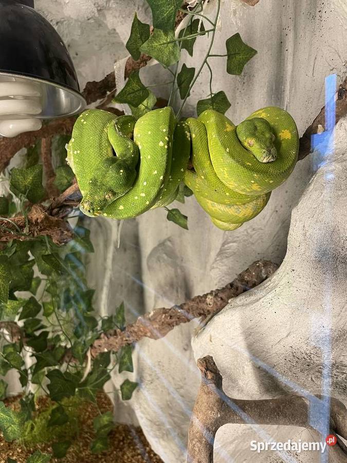 Pyton zielony morelia viridis Częstochowa sprzedam