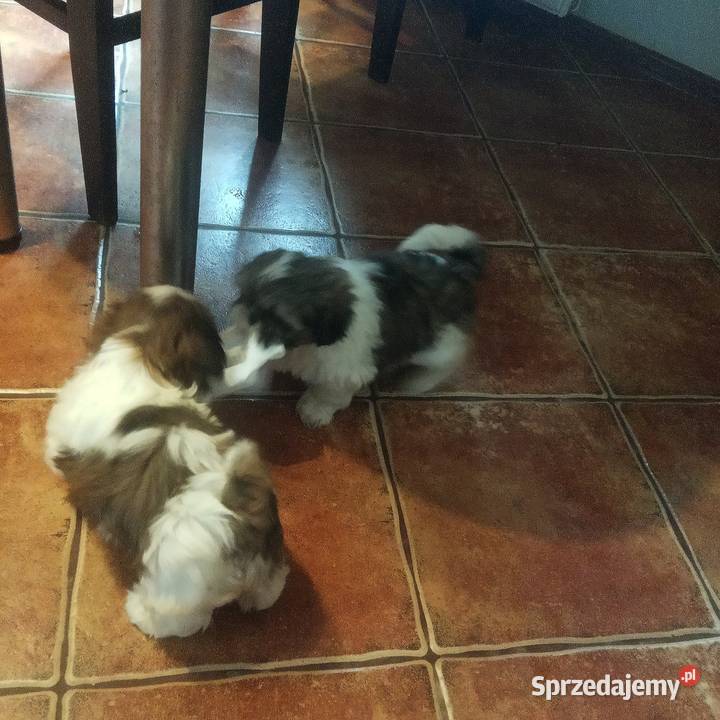 Shih TZU przepiękne szczeniaki tricolor i Shih Tzu Klimontów sprzedam