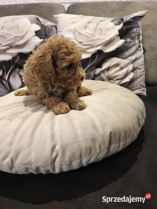 Pudelek toy Bolesławiec