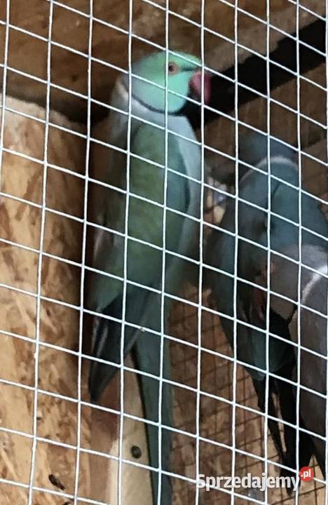 Dorosłe aleksandretty obrożne młode zeszłoroczne Ptaki mazowieckie Warszawa